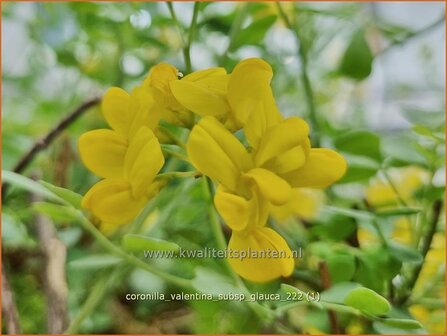 Coronilla valentina subsp. glauca | Kroonkruid | Kronwicke | Bastard Senna