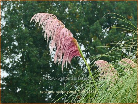 Cortaderia selloana &#039;Rosa Feder&#039; | Pampasgras | Pampasgras | Pampas Grass