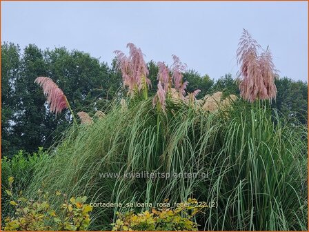 Cortaderia selloana &#039;Rosa Feder&#039; | Pampasgras | Pampasgras | Pampas Grass