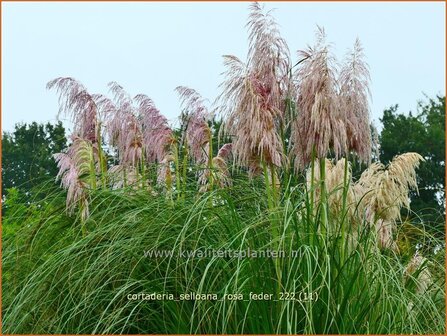 Cortaderia selloana &#039;Rosa Feder&#039; | Pampasgras | Pampasgras | Pampas Grass