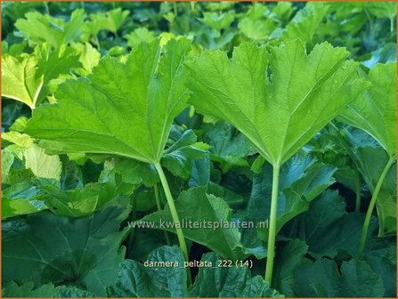 Darmera peltata | Schildblad, Voetblad | Schildblatt | Indian Rhubarb