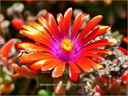 Delosperma 'Ice Cream Fire' | IJsbloempje, IJsplant | Mittagsblume | Ice Plant