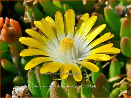 Delosperma &#039;Jewel of Desert Peridot&#039; | IJsbloempje, IJsplant | Mittagsblume | Ice Plant