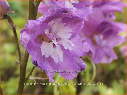 Delphinium &#039;Magic Fountains Deep Rose White Bee&#039; | Ridderspoor | Rittersporn | Larkspur