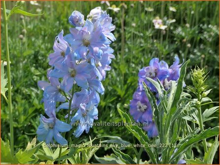 Delphinium &#039;Magic Fountains Sky Blue White Bee&#039; | Ridderspoor | Rittersporn | Larkspur