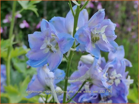 Delphinium &#039;Magic Fountains Sky Blue White Bee&#039; | Ridderspoor | Rittersporn | Larkspur