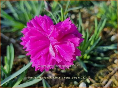 Dianthus gratianopolitanus &#039;Dinetta Purple&#039; | Rotsanjer, Anjer | Pfingstnelke | Cheddar Pink