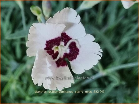 Dianthus gratianopolitanus &#039;Starry Eyes&#039; | Rotsanjer, Anjer | Pfingstnelke | Cheddar Pink