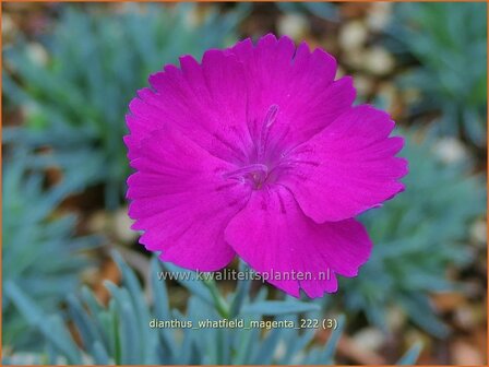 Dianthus 'Whatfield Magenta' | Anjer | Nelke | Carnation