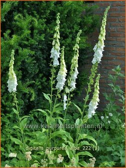 Digitalis purpurea &#039;Alba&#039; | Echt vingerhoedskruid, Vingerhoedskruid | Roter Fingerhut | Common Foxglove