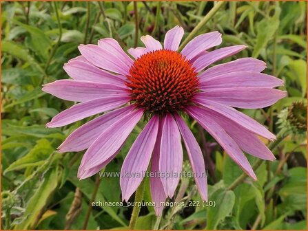 Echinacea purpurea &#039;Magnus&#039; | Rode zonnehoed, Zonnehoed | Roter Sonnenhut | Purple Coneflower