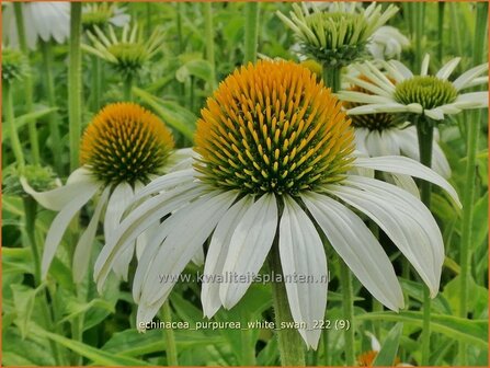 Echinacea purpurea &#039;White Swan&#039; | Rode zonnehoed, Zonnehoed | Roter Sonnenhut | Purple Coneflower