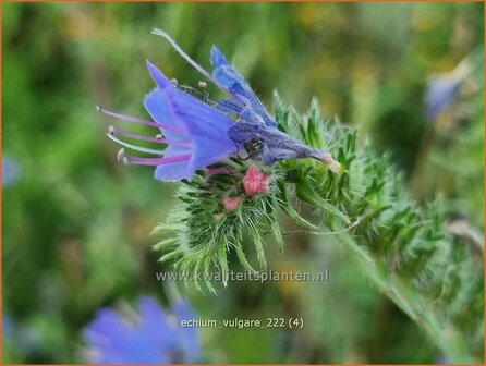 Echium vulgare | Slangenkruid | Gew&ouml;hnlicher Natternkopf | Viper&#039;s Bugloss