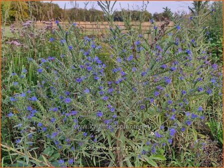 Echium vulgare | Slangenkruid | Gew&ouml;hnlicher Natternkopf | Viper&#039;s Bugloss