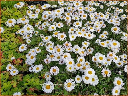 Erigeron 'Sommerneuschnee' | Fijnstraal | Feinstrahl | Fleabane