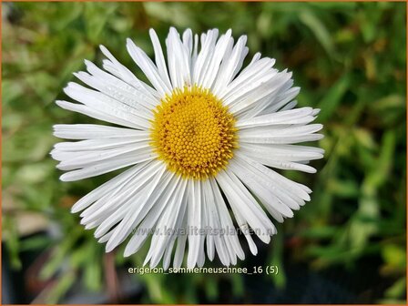 Erigeron 'Sommerneuschnee' | Fijnstraal | Feinstrahl | Fleabane