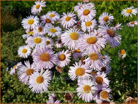 Erigeron 'Sommerneuschnee' | Fijnstraal | Feinstrahl | Fleabane