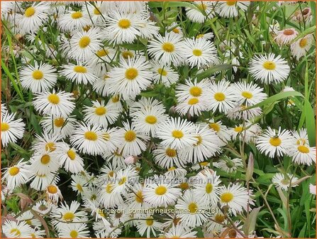 Erigeron 'Sommerneuschnee' | Fijnstraal | Feinstrahl | Fleabane