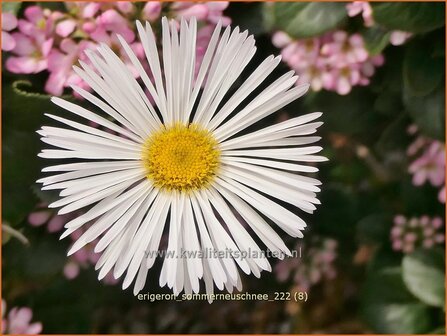 Erigeron 'Sommerneuschnee' | Fijnstraal | Feinstrahl | Fleabane