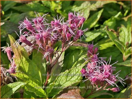 Eupatorium maculatum 'Purple Bush' | Koninginnekruid, Leverkruid | Gefleckter Wasserdost | Spotted Joe Pye Weed