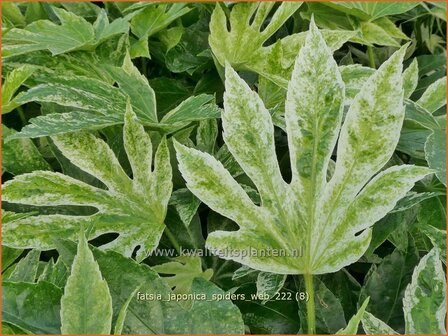 Fatsia japonica &#039;Spider&#039;s Web&#039; | Vingerplant | Zimmeraralie | Fatsi