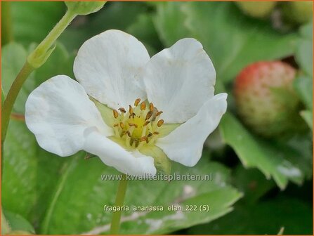 Fragaria ananassa &#039;Elan&#039; | Tuinaardbei, Aardbei | Garten-Erdbeere | Garden Strawberry