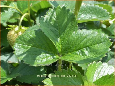 Fragaria ananassa &#039;Elan&#039; | Tuinaardbei, Aardbei | Garten-Erdbeere | Garden Strawberry