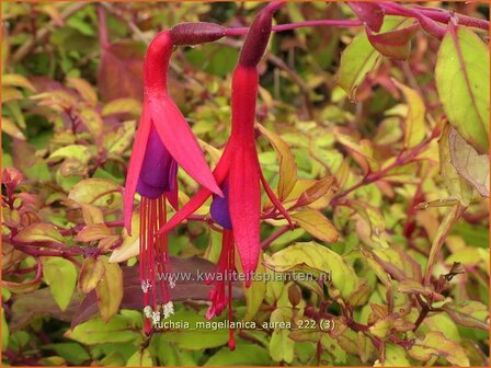 Fuchsia magellanica &#039;Aurea&#039; | Bellenplant, Tuinfuchsia, Fuchsia | Scharlachfuchsie | Hardy Fuchsia