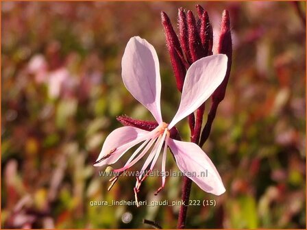 Gaura lindheimeri &#039;Gaudi Pink&#039; | Prachtkaars, Vlinderkruid | Prachtkerze | Lindheimer&#039;s Bee Blossom