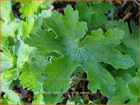 Geranium magnificum &#039;Ernst Pagels&#039; | Ooievaarsbek, Tuingeranium, Geranium | Pr&auml;chtiger Storchschnabel | Purple Crane