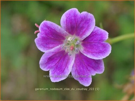 Geranium nodosum 'Clos du Coudray' | Knopige ooievaarsbek, Ooievaarsbek, Tuingeranium, Geranium | Bergwald-Storch