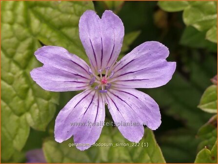 Geranium nodosum 'Simon' | Knopige ooievaarsbek, Ooievaarsbek, Tuingeranium, Geranium | Bergwald-Storchschnabel | Kno