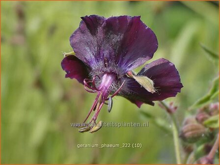 Geranium phaeum | Donkere ooievaarsbek, Ooievaarsbek, Tuingeranium, Geranium | Brauner Storchschnabel | Dusky Cranesbill