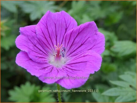 Geranium sanguineum &#039;Hannelore&#039; | Bermooievaarsbek, Ooievaarsbek, Tuingeranium, Geranium | Blut-Storchschnabel | Bloo