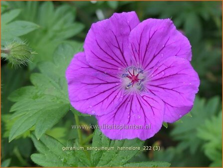 Geranium sanguineum &#039;Hannelore&#039; | Bermooievaarsbek, Ooievaarsbek, Tuingeranium, Geranium | Blut-Storchschnabel | Bloo