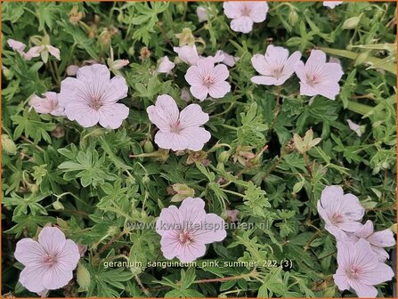 Geranium sanguineum 'Pink Summer' | Bermooievaarsbek, Ooievaarsbek, Tuingeranium, Geranium | Blut-Storchschnabel | Bl