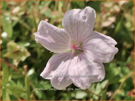 Geranium sanguineum 'Pink Summer' | Bermooievaarsbek, Ooievaarsbek, Tuingeranium, Geranium | Blut-Storchschnabel | Bl