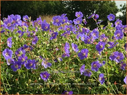 Geranium wallichianum &#039;Bloom Me Away&#039; | Ooievaarsbek, Tuingeranium, Geranium | Nepal-Storchenschnabel | Wallich&#039;