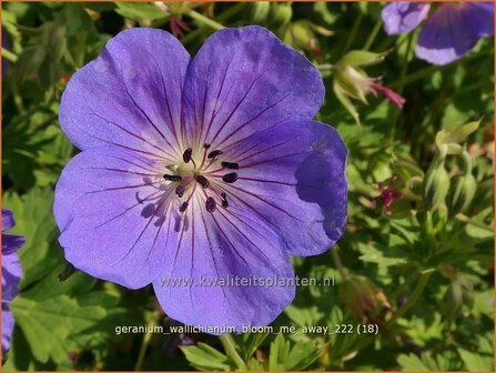 Geranium wallichianum &#039;Bloom Me Away&#039; | Ooievaarsbek, Tuingeranium, Geranium | Nepal-Storchenschnabel | Wallich&#039;