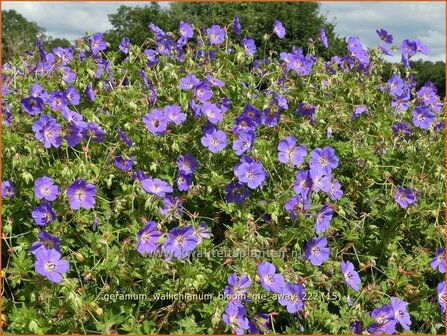 Geranium wallichianum &#039;Bloom Me Away&#039; | Ooievaarsbek, Tuingeranium, Geranium | Nepal-Storchenschnabel | Wallich&#039;