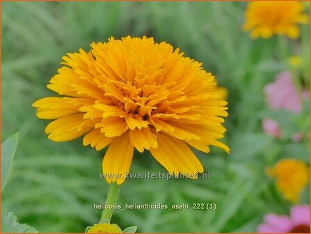 Heliopsis helianthoides &#039;Asahi&#039; | Zonneoog | Gew&ouml;hnliches Sonnenauge | Rough Heliopsis