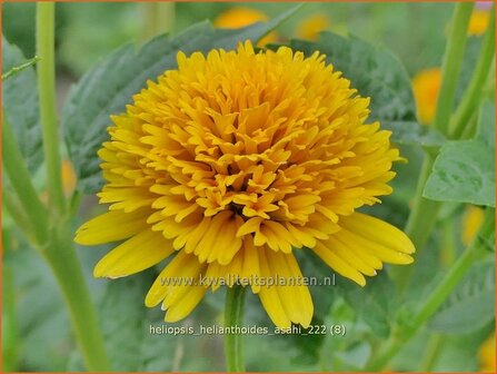 Heliopsis helianthoides &#039;Asahi&#039; | Zonneoog | Gew&ouml;hnliches Sonnenauge | Rough Heliopsis