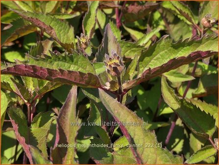 Heliopsis helianthoides 'Funky Spinner' | Zonneoog | Gew&ouml;hnliches Sonnenauge | Rough Heliopsis