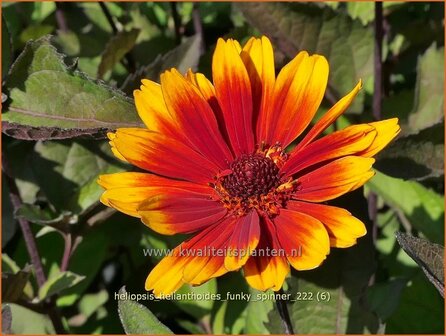 Heliopsis helianthoides 'Funky Spinner' | Zonneoog | Gew&ouml;hnliches Sonnenauge | Rough Heliopsis
