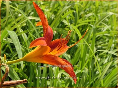 Hemerocallis &#039;Sammy Russell&#039; | Daglelie | Taglilie | Day Lily