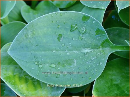 Hosta &#039;Blue Cadet&#039; | Hosta, Hartlelie, Funkia | Funkie | Hosta