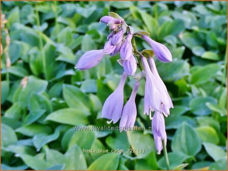 Hosta &#039;Blue Cadet&#039; | Hosta, Hartlelie, Funkia | Funkie | Hosta