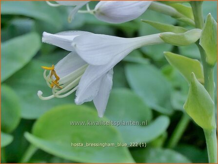 Hosta &#039;Bressingham Blue&#039; | Hosta, Hartlelie, Funkia | Funkie | Hosta