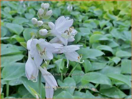 Hosta &#039;Bressingham Blue&#039; | Hosta, Hartlelie, Funkia | Funkie | Hosta