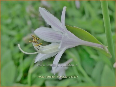 Hosta fortunei &#039;Albopicta&#039; | Hosta, Hartlelie, Funkia | Funkie | Hosta